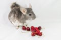 Chinchilla with cherries Royalty Free Stock Photo